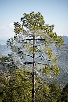 Forest of green pine trees on mountainside
