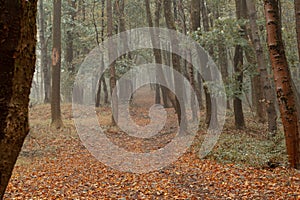 Forest with green trees red leaves and rocks in Thuringian Forest in October near Suhl