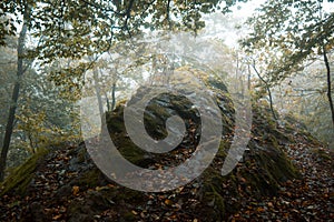 Forest with green trees red leaves and rocks in Thuringian Forest in October near Suhl