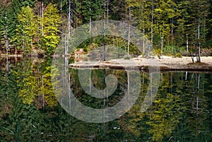 Forest of green trees reflecting in calm lake