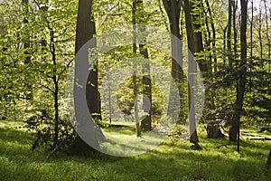 forest with green trees in the sunlight