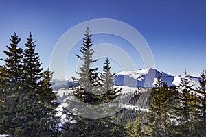 Forest and green trees with winter sunny day mountains background. Snowy sunny winter mountain background.