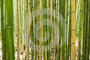 Forest of green and yellow bamboo