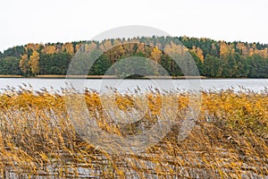 Forest with green, yellow and orange trees and reeds, lake or river, wonderful autumn landscape