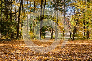 Forest with the Ground covered in Fallen Leaves on a Sunny Autumn Morning