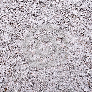 Forest ground covered in frost