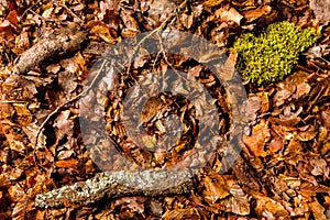 Forest ground with leaves, moss and branches