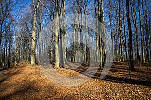 Forest ground path with high sunny leafless trees on a sunny day