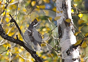 Forest grouse wild