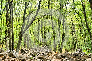 Forest growing on ruins