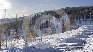 The forest grows on the snow-covered slopes of the mountains.