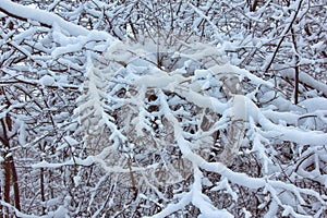Forest had powder snow, frost on tree branches