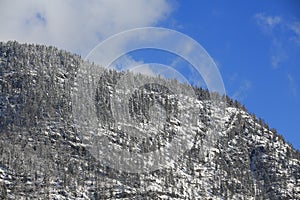 Forest of hallstatt , austria
