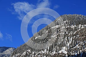 Forest of hallstatt, austria mountain range
