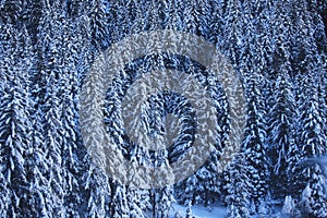 Forest of hallstatt, austria mountain range