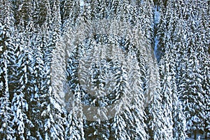 Forest of hallstatt, austria mountain range