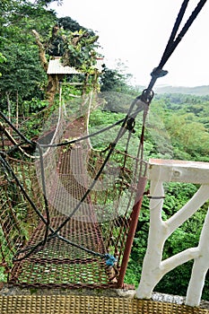 Forest hanging bridge