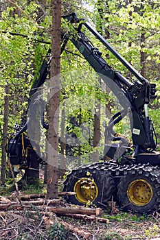 Forest harvester in action