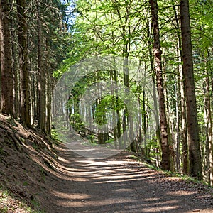 Forest in Harz Germany