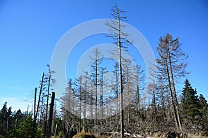 Forest in Harz National Park