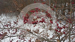 forest hawthorn.the fruits contain biologically active substances that soothe the nervous system.contraindicated in children.