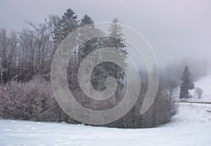 Forest in haze with trees in hoarfrost