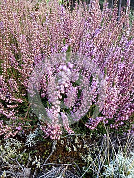 Forest heather, bush of lilac flowers, delicate, beautiful inflorescences