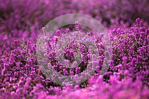 Forest heather