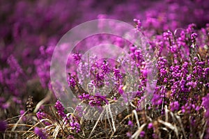 Forest heather