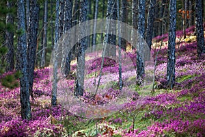 Forest heather