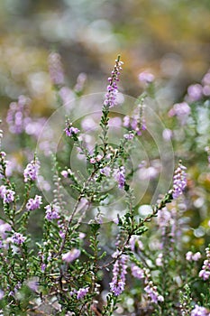 Forest heather