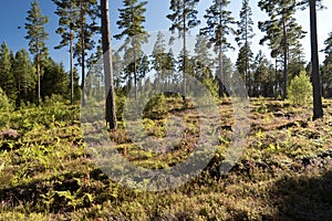 Forest and heathland