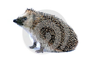 Forest hedgehog sitting