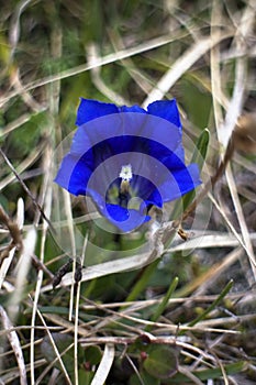 Forest herb growing at the foot of the Poludnica Mountain - Horec Clusio (Gentiana clusii photo