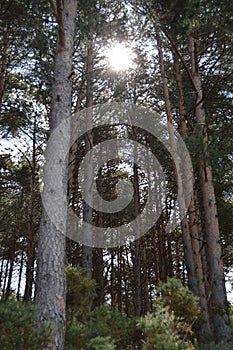 Forest Of High Eucalyptus The Mountains Of Galicia Full Of Valleys Pine Forests Meadows And Forests Of Eucalyptus In Rebedul.