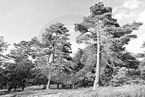 Forest high pine trees nature landscape. Pine trees forest.n Nature reserve concept. Weather changes signs. Old high