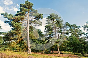 Forest high pine trees nature landscape. Pine trees forest.n Nature reserve concept. Weather changes signs. Old high