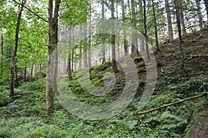 Forest in the Highlands of Scotland