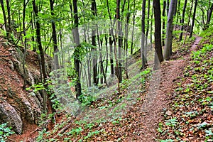 Forest hike in Malopolska, Poland