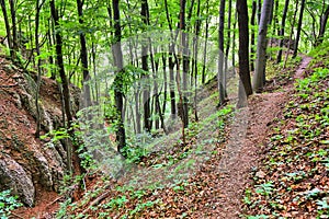Forest hike in Malopolska, Poland photo