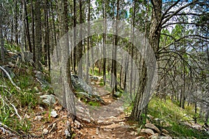 Forest hiking tracks in Mount Marlay, Stanthorpe, Queensland, Australia