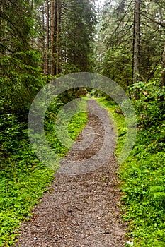 Forest hiking trail in Nizke Tatry mountains, Slovak