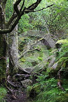 Forest hiking trail in Rogaland, Norway