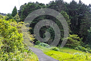 Forest hiking trail and tall gigantic plants trees Costa Rica