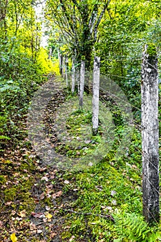 Forest hiking trail and tall gigantic plants trees Costa Rica