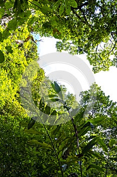 Forest hiking trail and tall gigantic plants trees Costa Rica