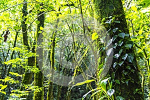Forest hiking trail and tall gigantic plants trees Costa Rica