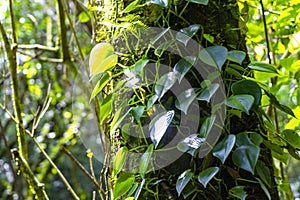 Forest hiking trail and tall gigantic plants trees Costa Rica