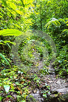 Forest hiking trail and tall gigantic plants trees Costa Rica