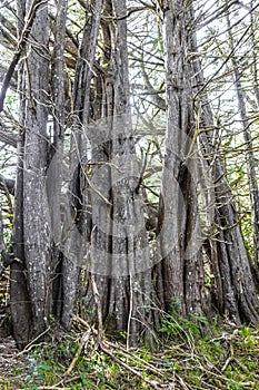 Forest hiking trail and tall gigantic plants trees Costa Rica